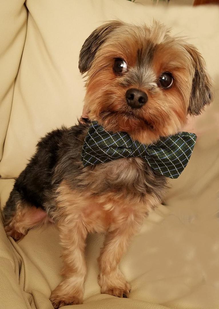 Xiao Xiao Schultz says "Happy Easter to all!" (while sporting one of his Dad's favorite bow ties)
