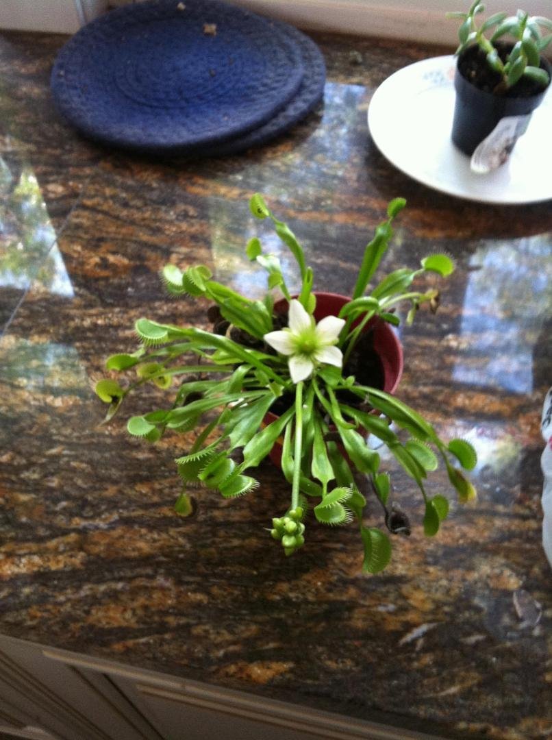 venus flytrap in bloom
