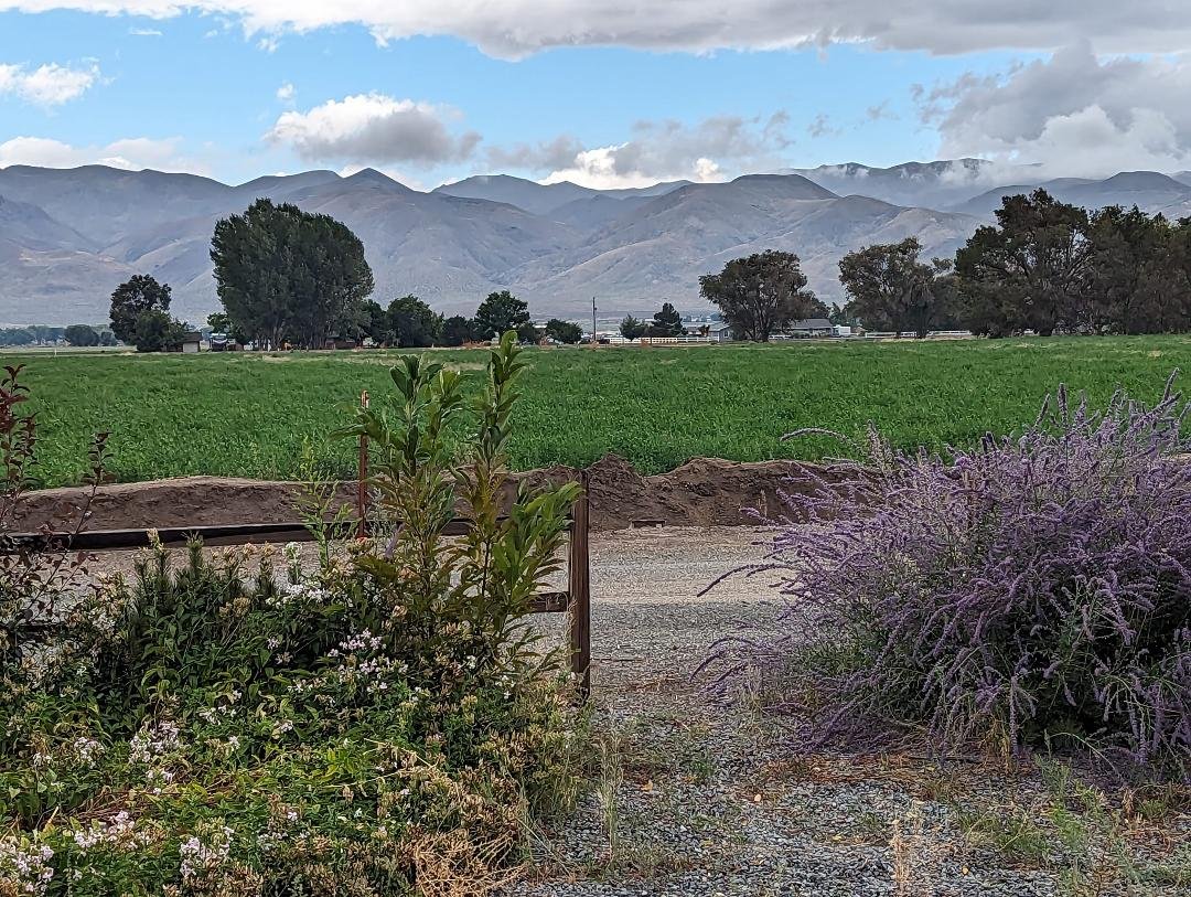 Lavender in the foreground, mountains in the background, and then lots and lots of green alfalfa in between.