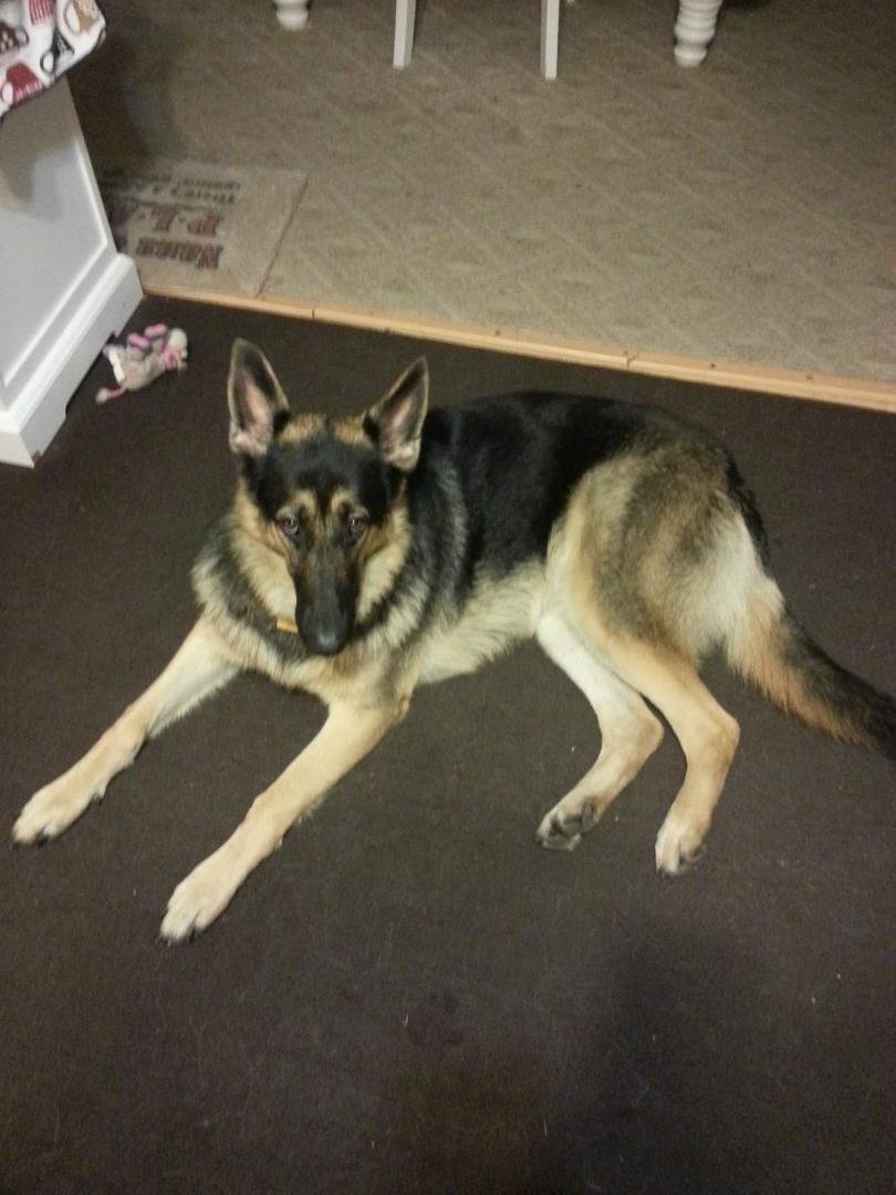 Miss Allie is a year old now and a very big sweet girl, thanks to Patti Lott bringing your into our lives.