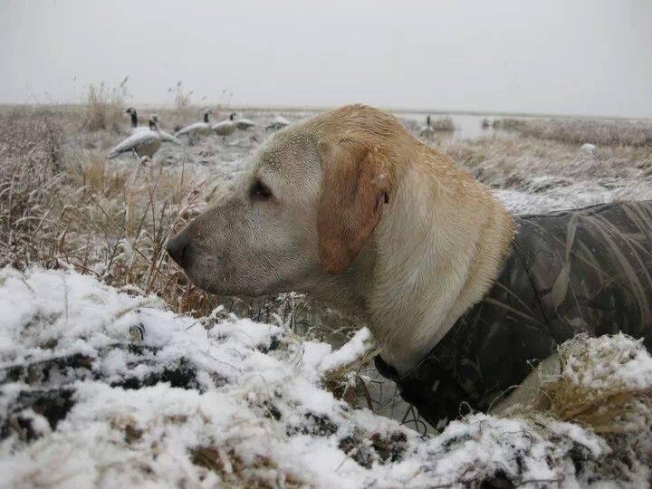 The ever vigilant Toby looking for some birds for us ... duck and goose hunting out on the Bear River Bird Refuge. What a hunter !