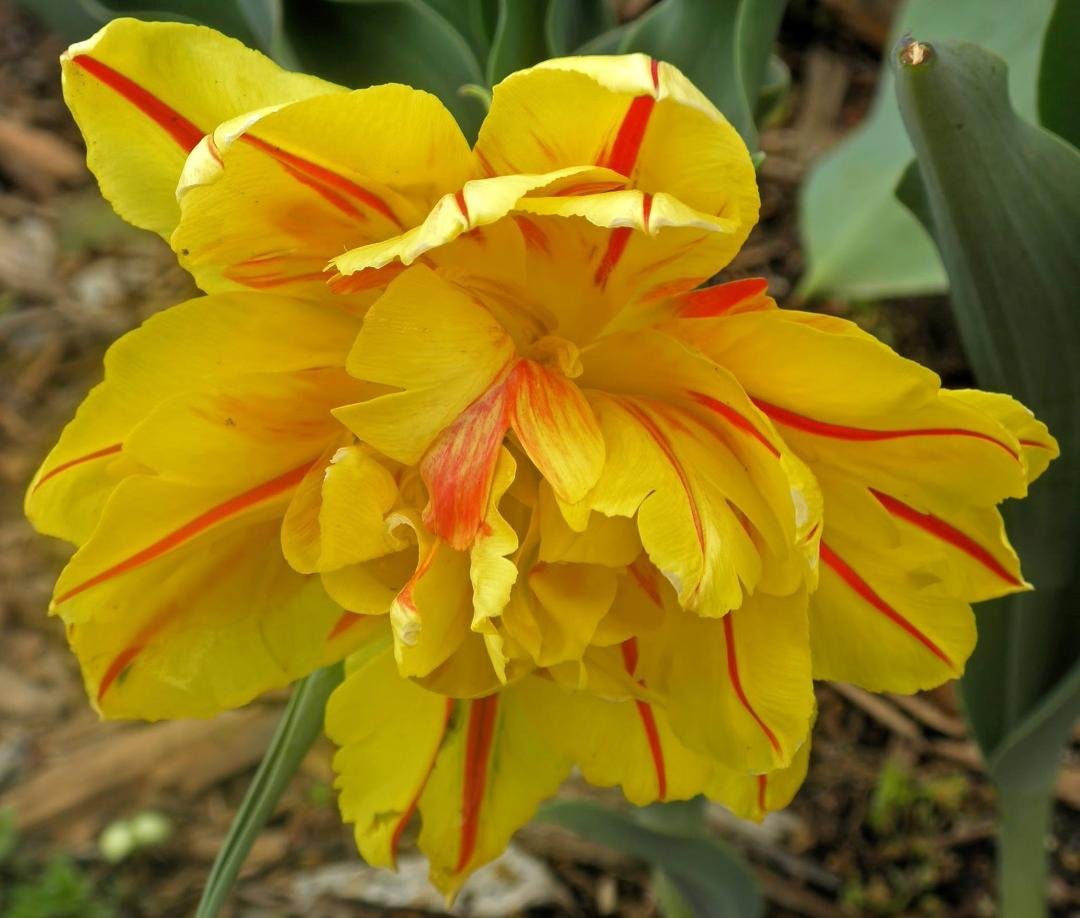 Spring has truly sprung at my house! I hobbled out and took a few photos. The flowering crabs are in full bloom. I dropped my good camera a few days ago....$300 in repairs :( My fault. I put it where it should not have