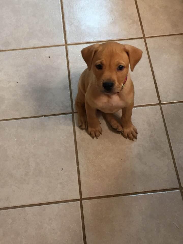 This is Sadie at 2 months