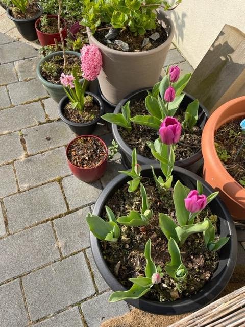 My sister-in-law, who currently resides in Ireland, planted a few bulbs as a memorial to Tom. She sent this picture of the tulips blooming. Thank you sweet lady for remembering him in such a thoughtful way.