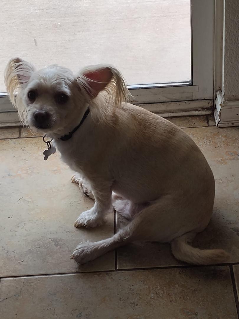 My funny boy, I don't think they have ever seen a squirrel and they cannot figure out what that thing is in the yard all they know is that they really want to get out there and get it