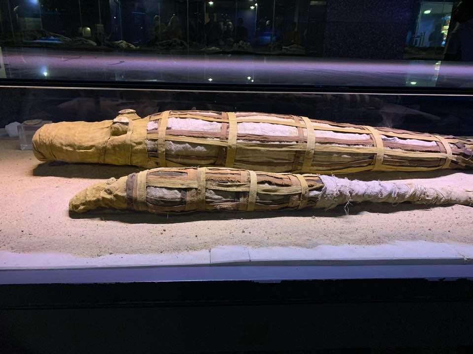 🐊 mummies. Yup. They were feared/revered.