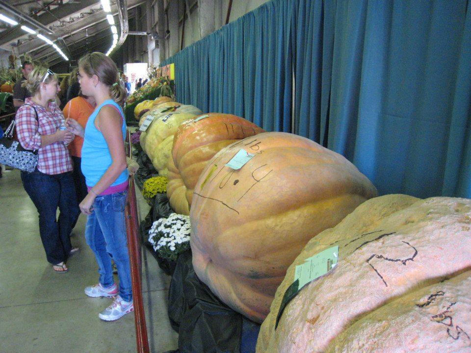 Giant squash - Norfolk County Fair - Oct 2010