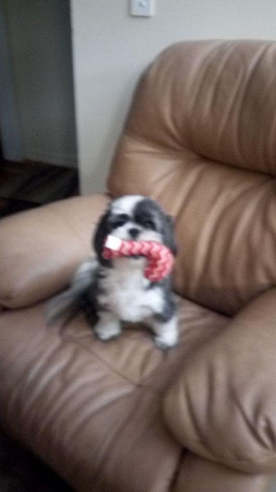 Boot's with his new Christmas toy