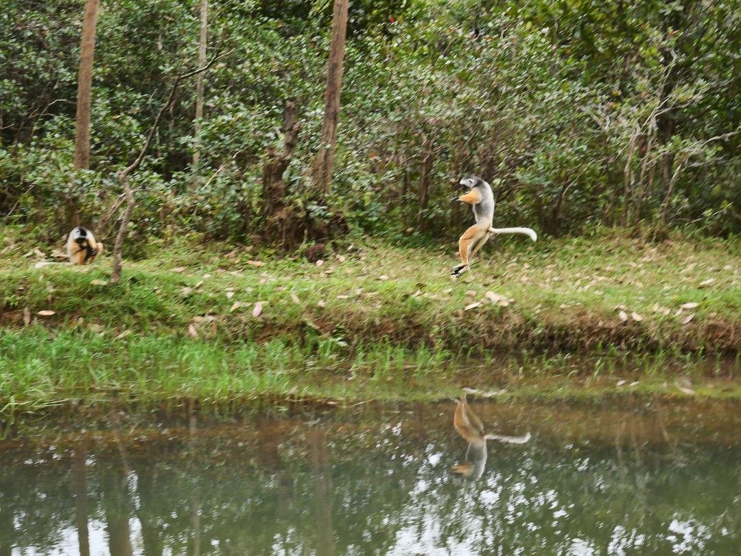 Some lemurs run on their hind legs