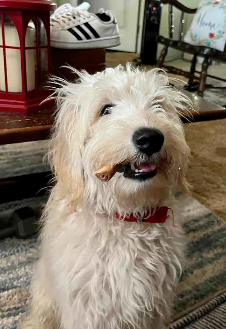 Booker well I call him Bugger butt. It always looks like he is smoking a cigar when he chews on that thing. 7 months old and huge.