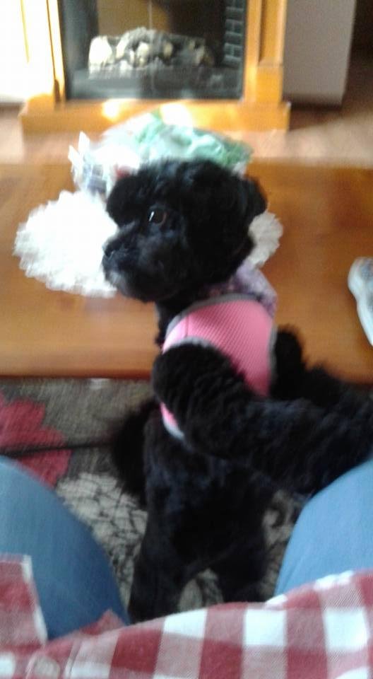 Bea Volpe's album, Mobile Uploads