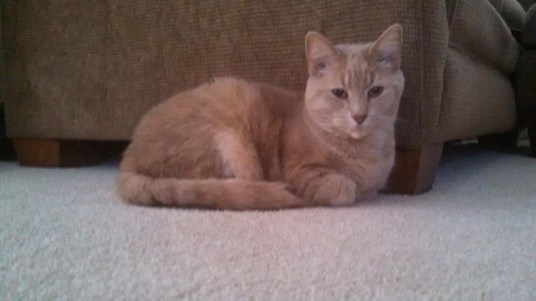 Here kitty kitty!