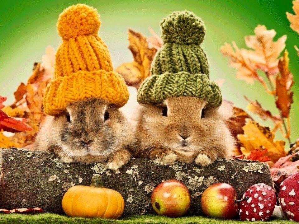 My favorite time of the year🍁🍂