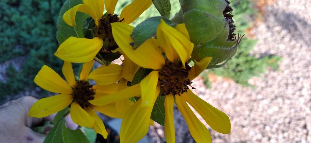 From last year's patio. An amazing "volunteer" sunflower with a cluster of 5 flowers. May your Mother's day be filled with sunshine! Happy Mother's Day!
