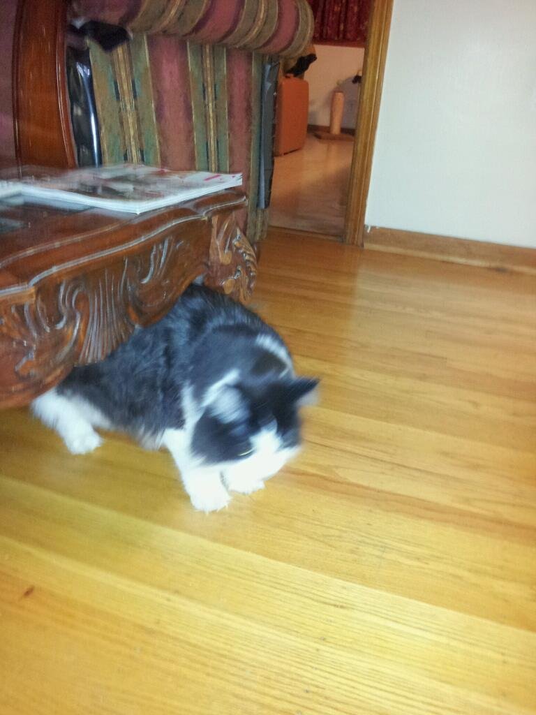 Bandit my cat