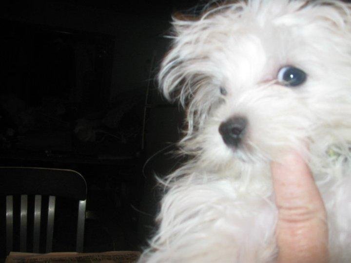 Sammy my sweet little boy