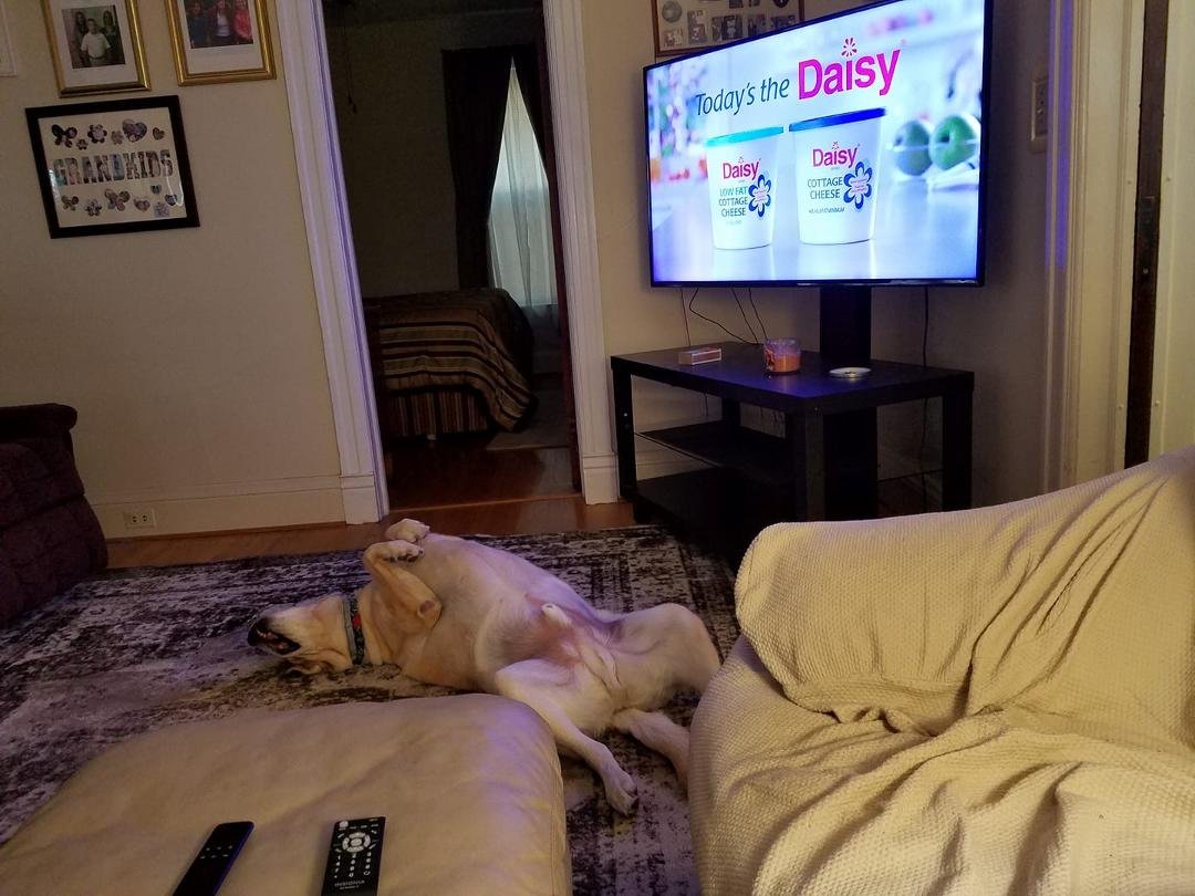 A day after going to doggie day care