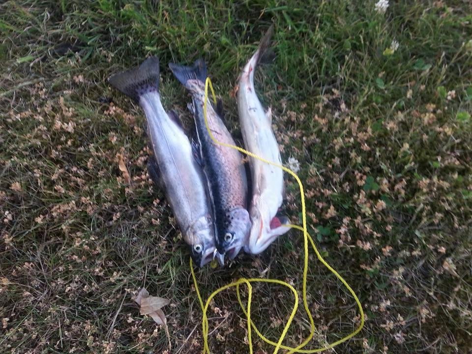 My catch for the day at beautiful lake padden !!!!