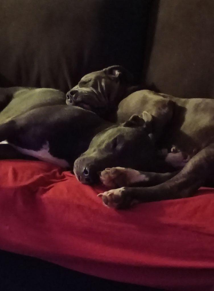 These 2 share a bond beyond words... Quarter she has turned out to be the smartest, loving, an very protective fur baby ever... Her and Blu are stuck at the hip