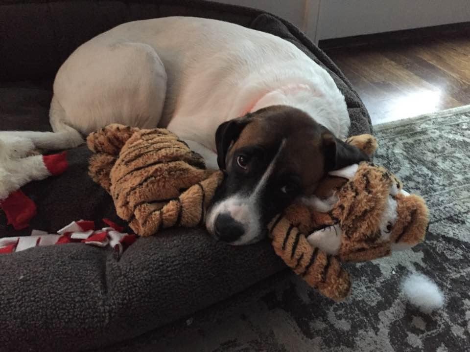 Our little Spring loves her tiger!