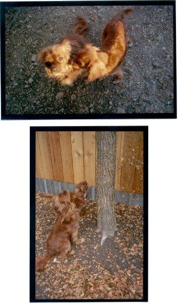 Thornburgh Ruby Cavaliers in our backyard - Scarlett is smaller, Red is the big one. They've got a squirrel treed (or maybe he's got them treed?). They'll sit like that and watch the critters for long stretches of minutes.