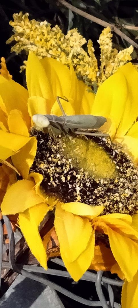 I wonder if this grasshopper thinks this flower is real. I got a picture of his eyes.
