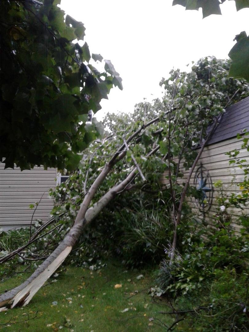 Well l dont need anymore storms like that half a tree on part of the roof and the tractor shed. Glenn climbed up and cut the branches he could back to the trunk the rest will come down tomorrow. Had to make him get down an