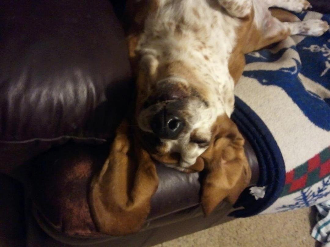 Lucy basset takes a nap