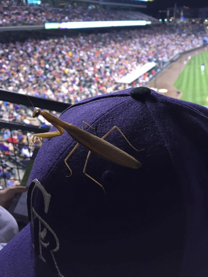 This guy landed on the fan in front of me. He stayed for the whole game. His praying didn't help. Rockies lost!