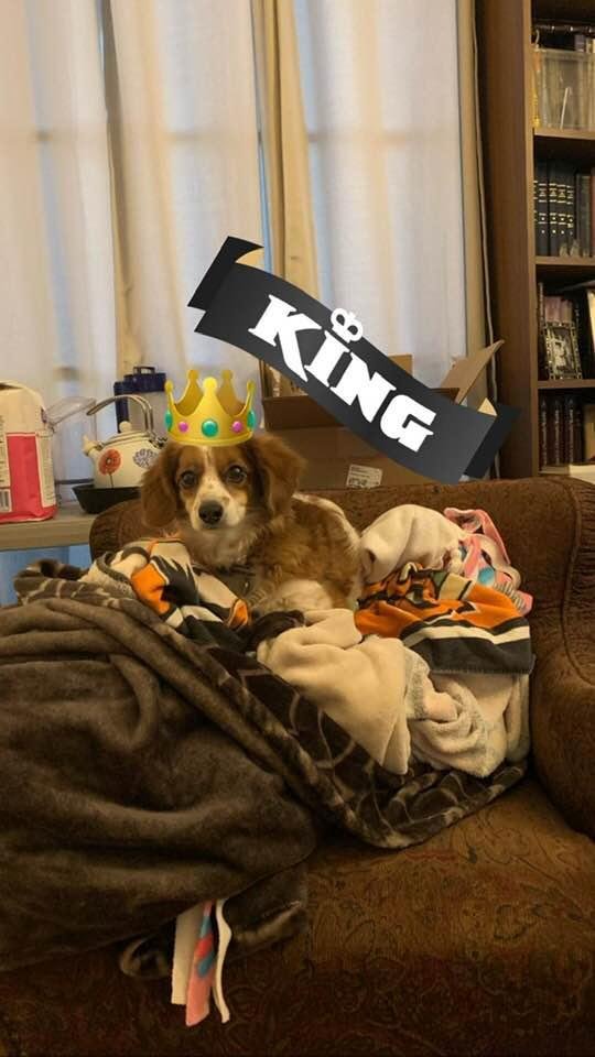 Our King Charles