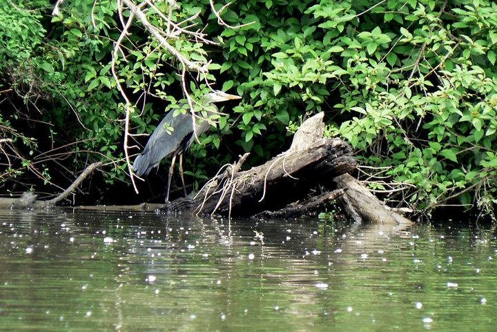 We saw this heron on the Tualatin river yesterday while trying out our new kayaks.