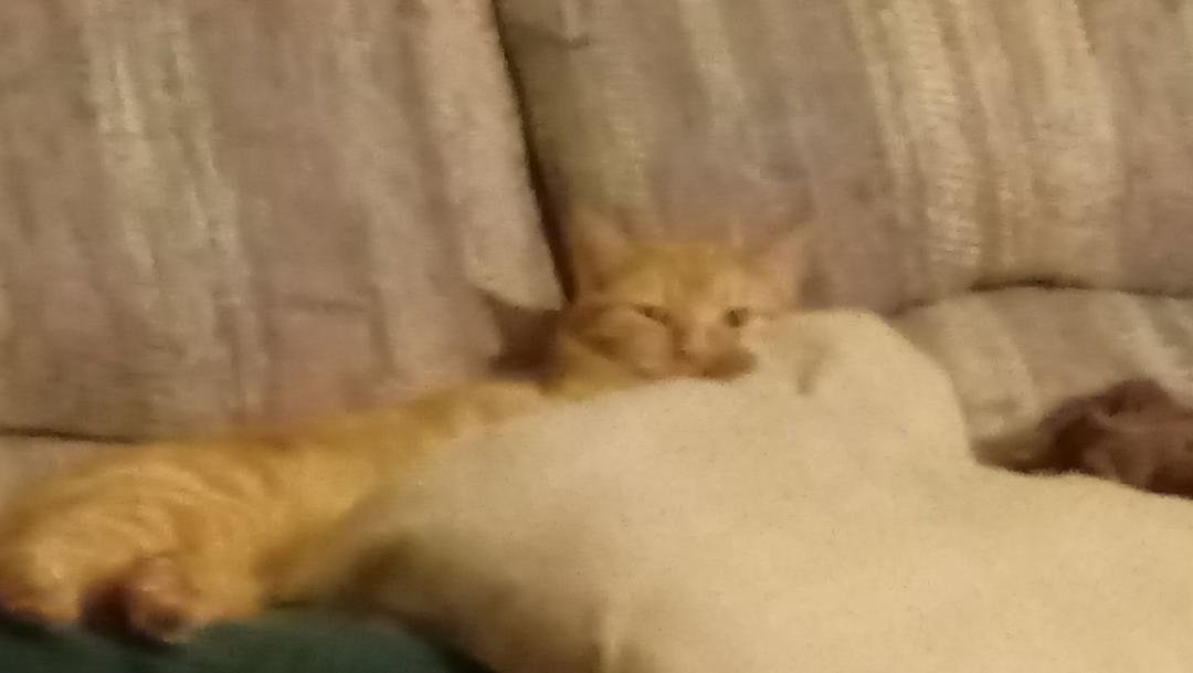Butters peeking over the pillow at me singing. 😃