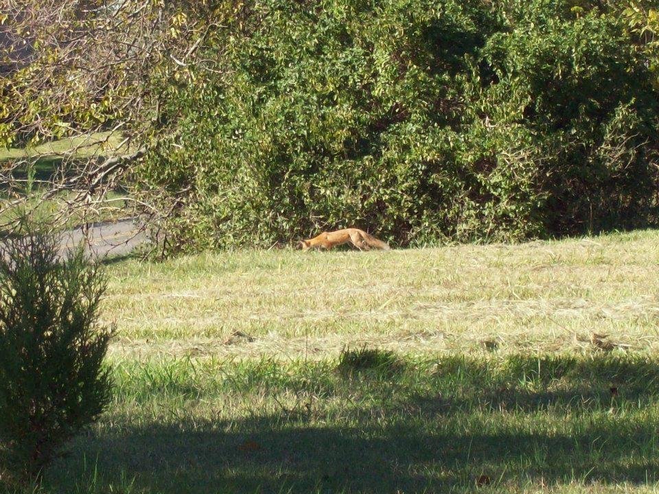 William Corley's album, Local Wildlife