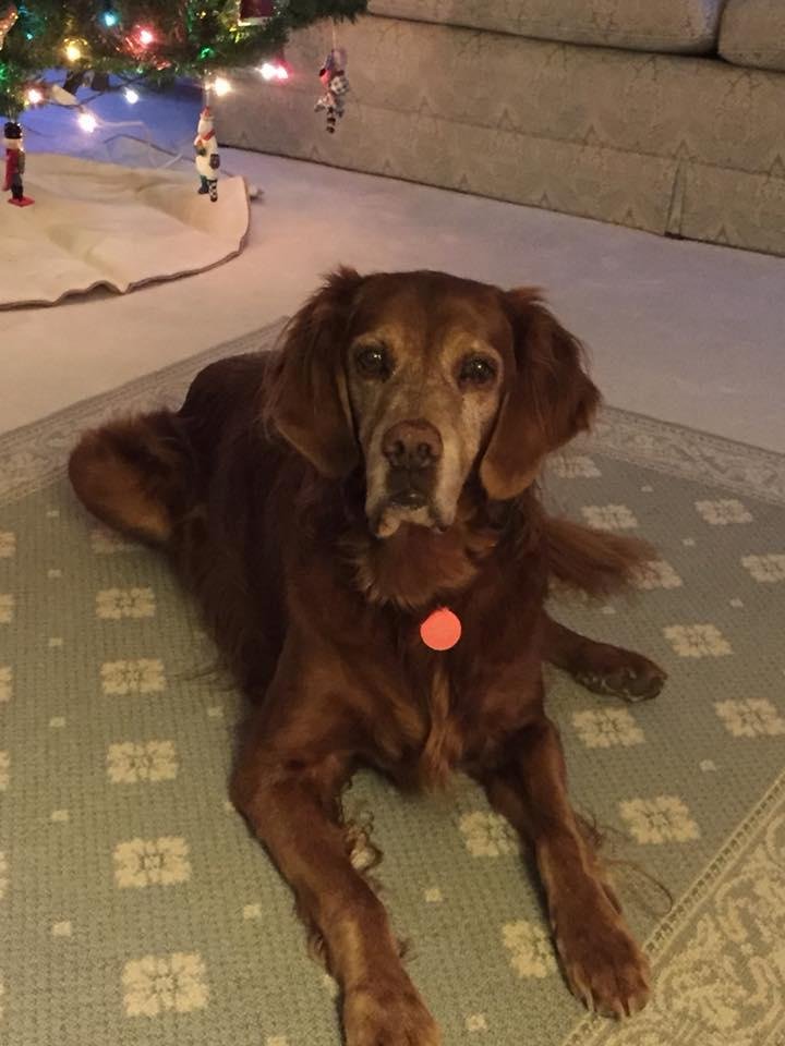 The sweetest, bestest, most loving dog went over the rainbow bridge this afternoon......you are missed Rorie girl...