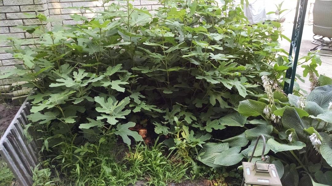 My dads fig tree