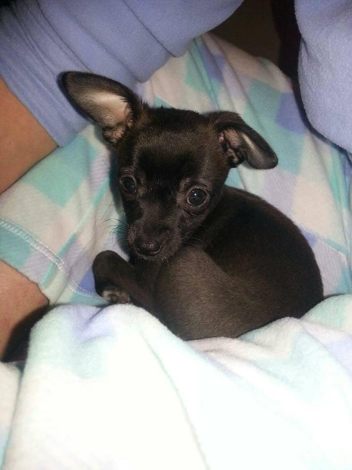 my brat ... here is the picture i was looking for mom