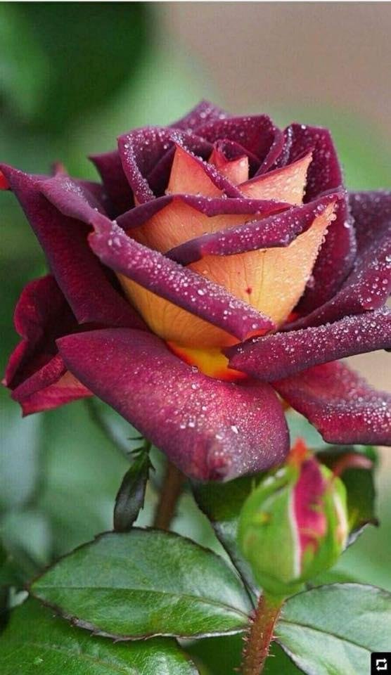 Good Morning all this Thankful Thursday! Do not be anxious about anything, but in every situation, by prayer and petition, with thanksgiving, present your requests to God. Philippians 4:6
I Love You ♥️!