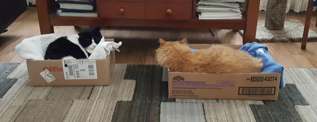 Brinkley and Bell have new beds! 😀