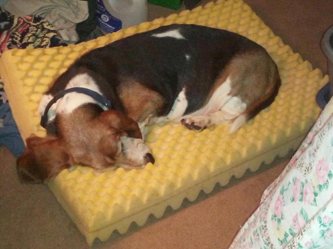 Linus got tired of waiting for his bed cover so he called it a night!