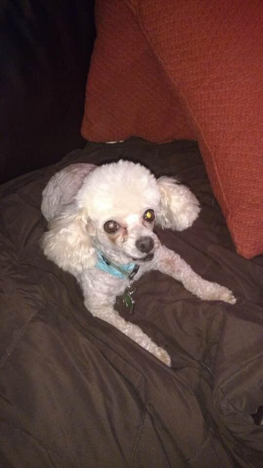 My 18 year old toy poodles, passed today. I have had a lot of dogs in my life but I was never so bonded as I was to Jordan. Very sad day.
