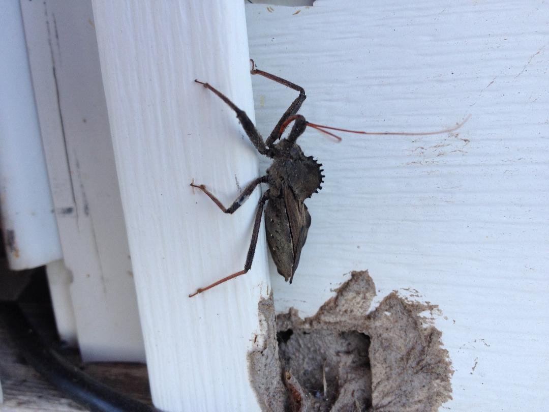 Anyone know what kind of bug this is? Have two of them crawling on house