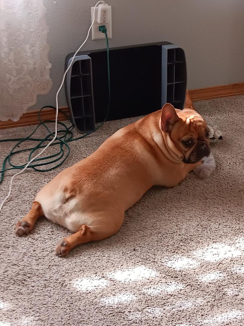 Beauregard having a restful moment...