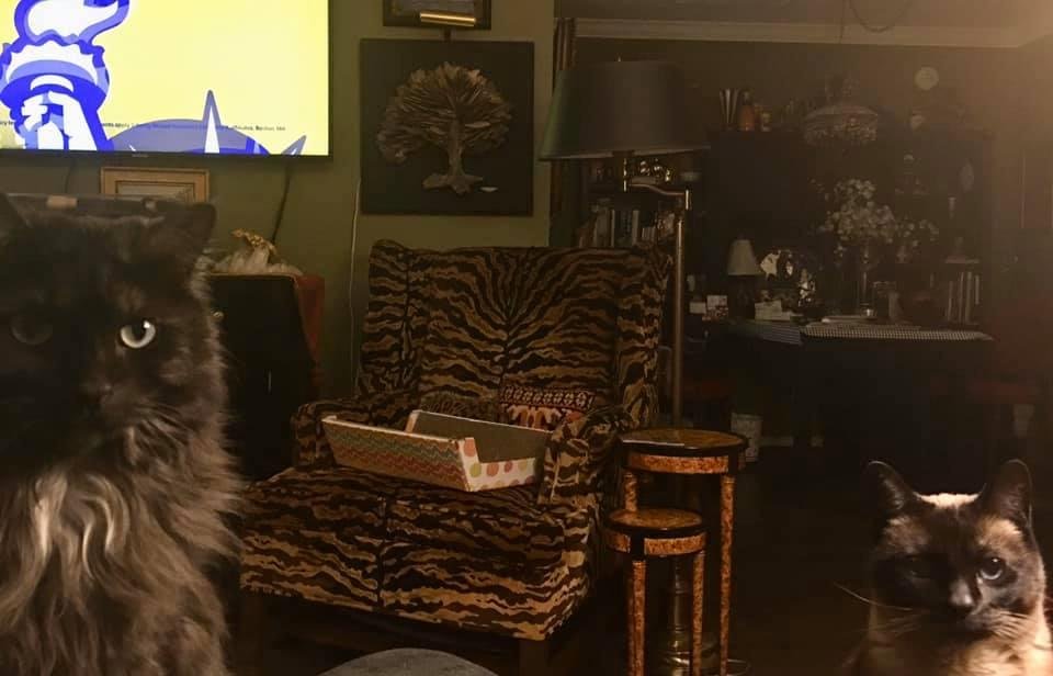 Who will win best in show?