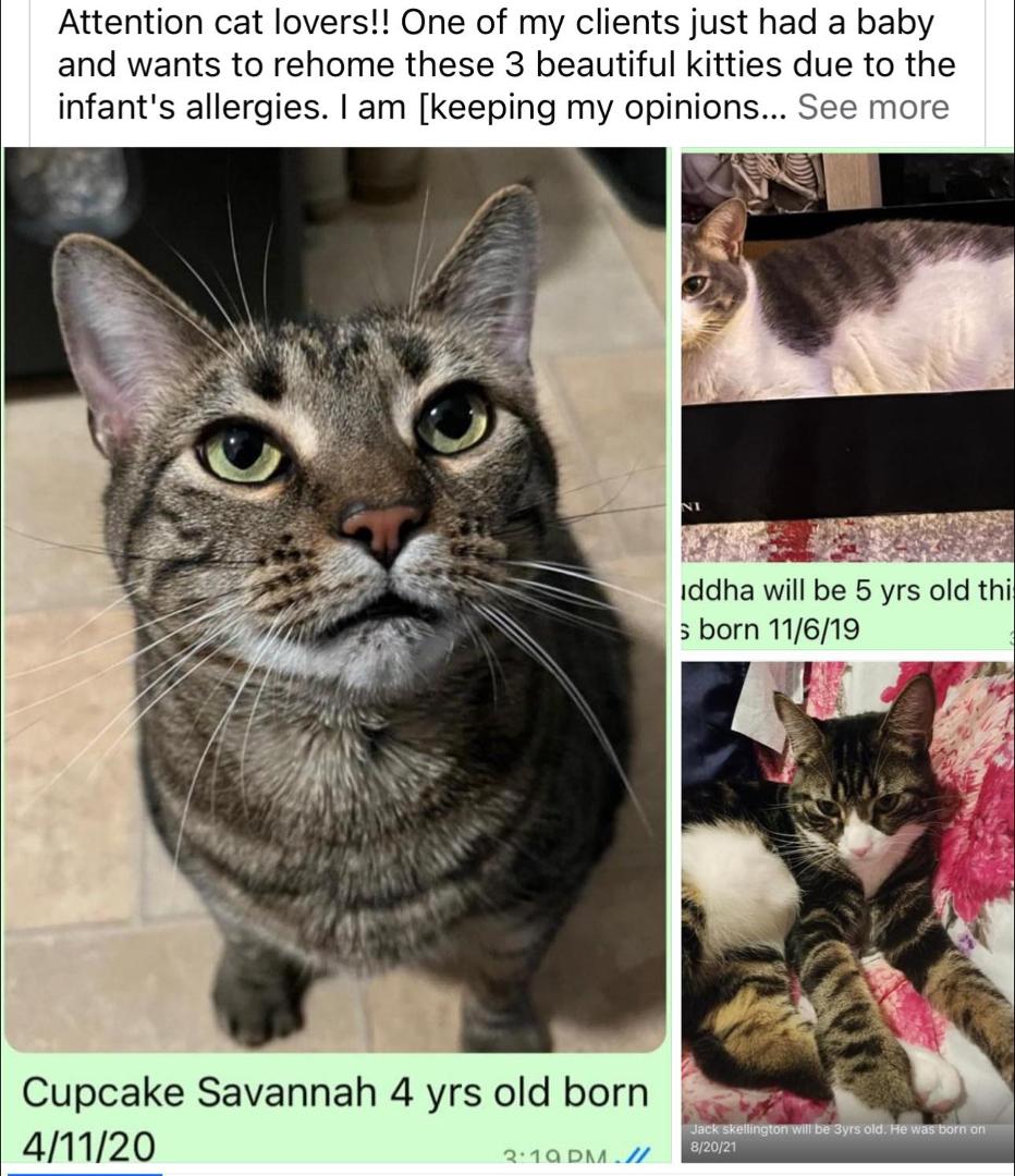 UPDATE: [edit: I have an offer for a furever home for Jack so only 2 need fosters!] A rescue sanctuary I work upstate with can take them next month. CAN ANYONE FOSTER THESE BEAUTIFUL BABIES? My car is packed with the 2 cats