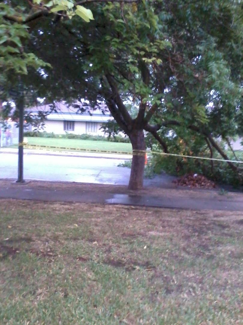 Another view of the tree. Unbelievable!!!!!