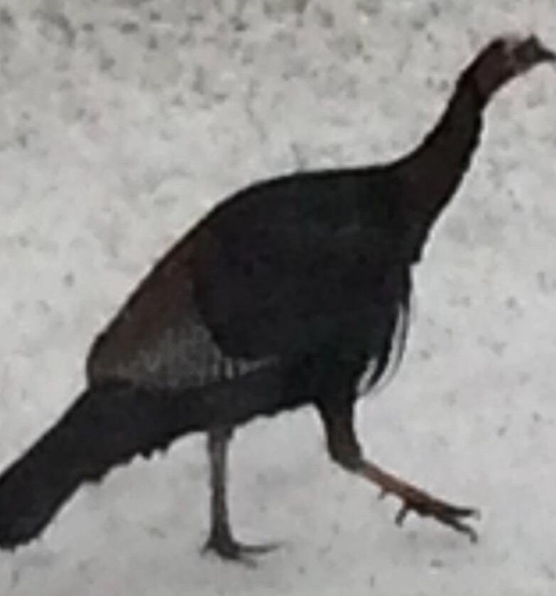 He's back for lunch!