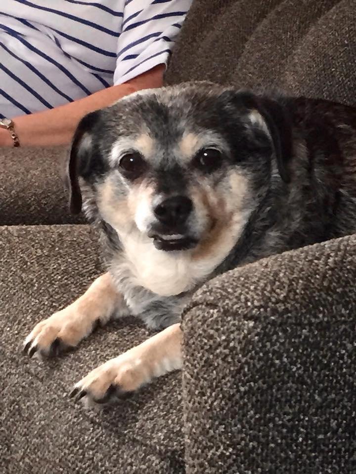 Couldn't let National Dog Day go by without acknowledging my sweet Buddy. He's such a love! Don't know what I'd do without him!