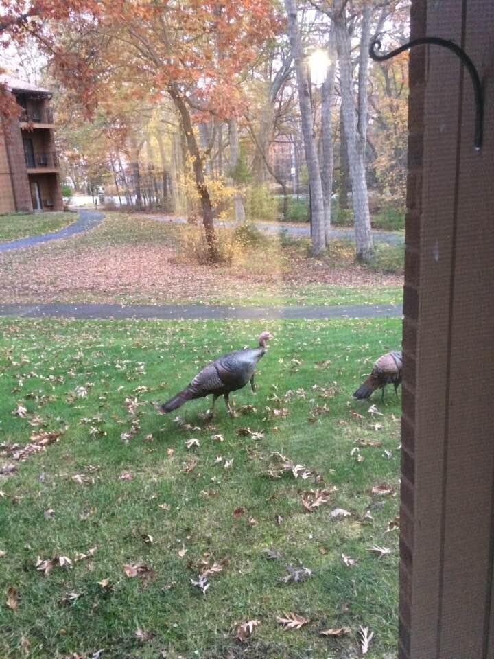 These two have been coming every day but I couldn’t catch the first one fast enough lol