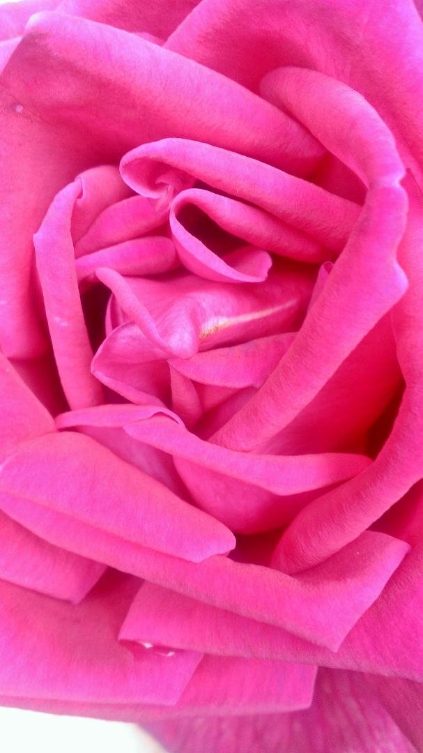 Favorite flowers