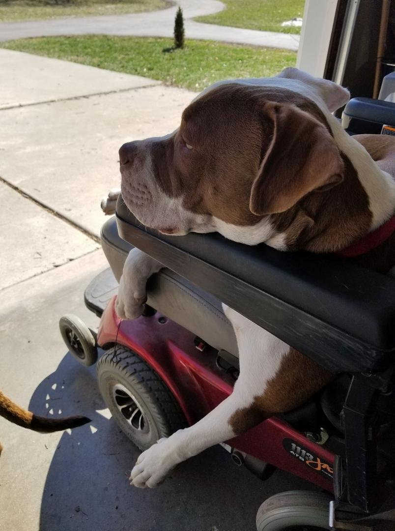 Petey is having a rough day. Lmao